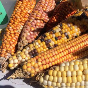 Produce displayed at the Apache Harvest Festival. // Photo courtesy of Ndée Bikíyaa, The Peoples' Farm