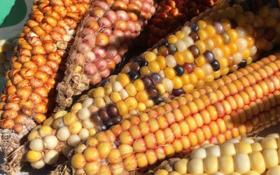 Native-Owned Farmers Markets