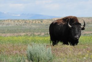 Shoshone Buffalo credit: National Wildlife Foundation, Jacob Byk