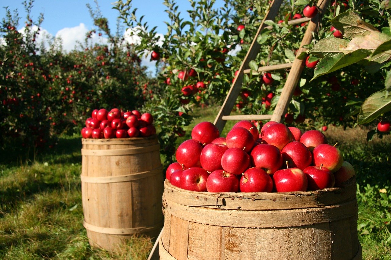 orchard-1872997_1280