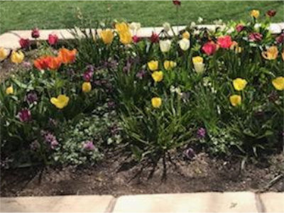 SpringFlowersBioPark
