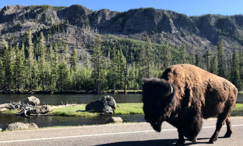 Yellowstone Bison_SR Harrah's Resort Southern California